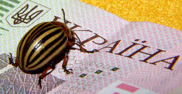 Colorado potato beetle militiaman Ukraine №32136