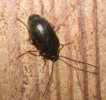 Beetle №32325