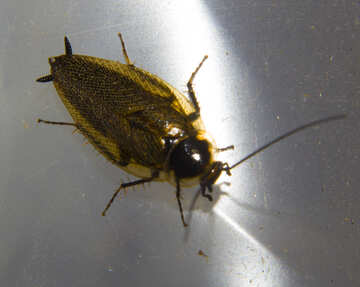 Transparent beetle №32326