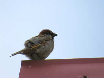 Sparrow on the roof №32933