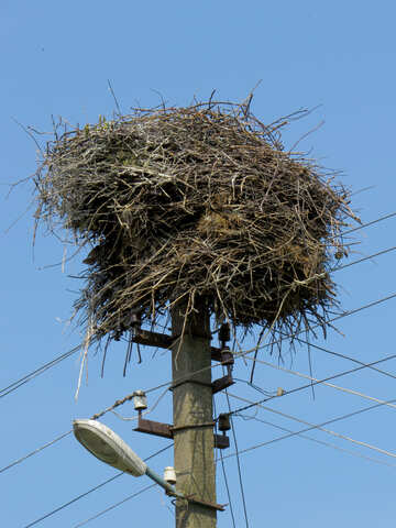 Stork`s nest