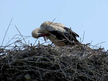 Bird stork №32384