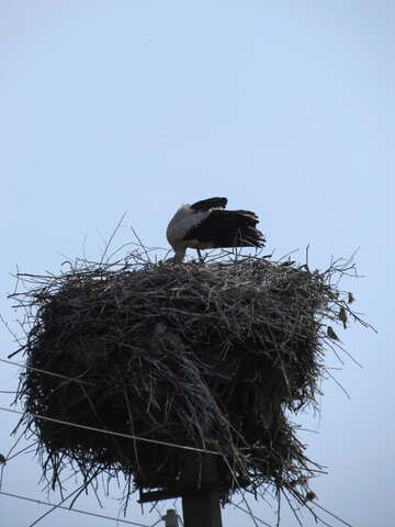 Ein Storch baut nest №32386