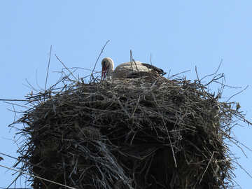 Le nid de cigogne №32377