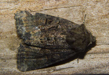 Big moth №32324