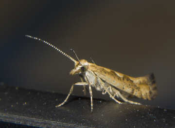 Macro moth №32315