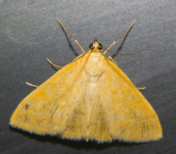 Moth №32305