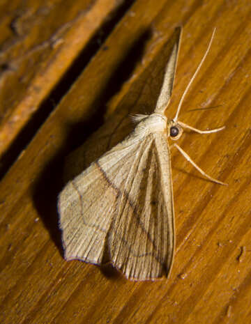 Moth №32309