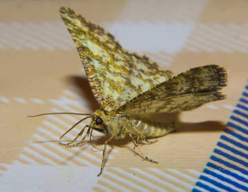 Night moth №32307
