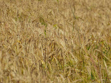 Bread wheat background №32519