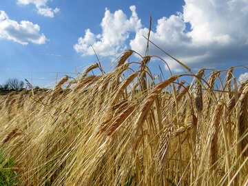 Bread wheat to rye field №32535