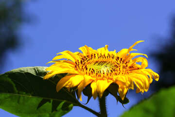Hintergrund für Glückwünsche mit Sonnenblume №32682