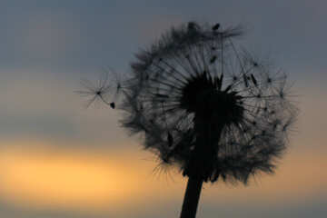 Flying dandelion seeds №32416