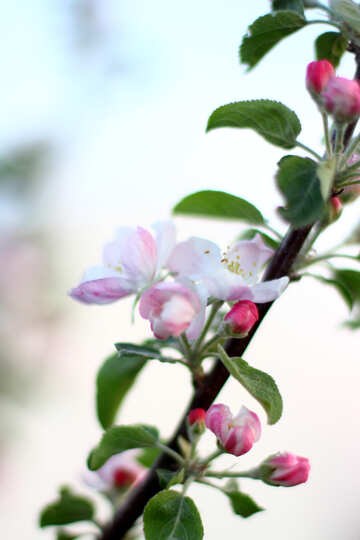 Flowering tree in the garden №32429