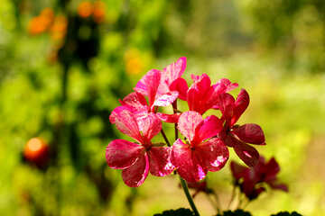 Beautiful flower geranium №32392