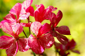 Geranium Blume №32391