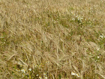 Bread grain fields №32498