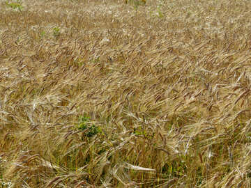 Bread grain fields №32507