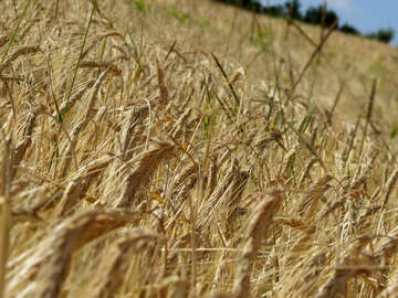 Bread grain fields №32541