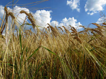 Bread grain fields and beautiful sky №32546