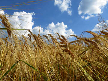 Bread grain fields №32547