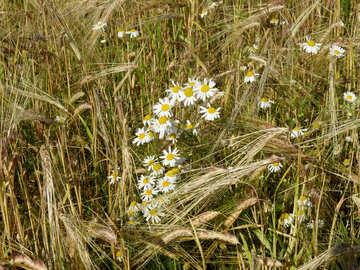 Daisy flowers in bread grain fields №32523