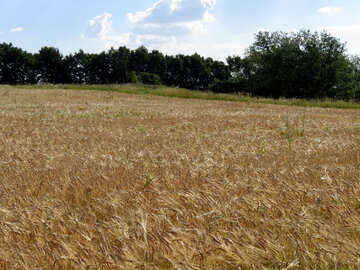 Campo de trigo se limita al bosque №32515