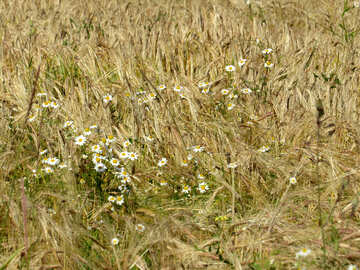 Flowers on bread grain fields №32517