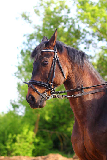 Portrait de cheval №32339