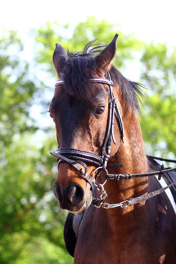 Bild mit Porträt des Pferdes №32331