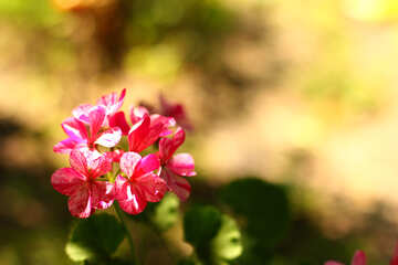 Ein schönes Bild mit Blume №32404