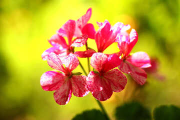 Rote Blume №32401