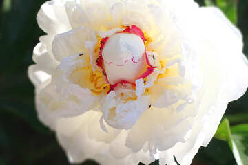 Gros bouton floral blanc №32663
