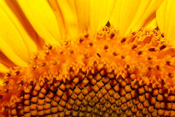 Middle of the sunflower macro №32778