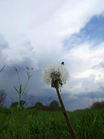 Insect on dandelion №32466