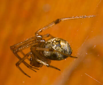 Spider macro №32316