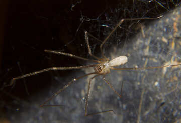 Spinne mit langen Beinen №32318