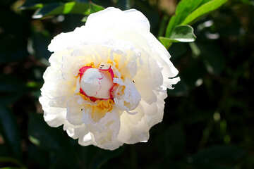 Beautiful flower White Peony №32662