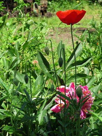 Poppies in flower garden №32634