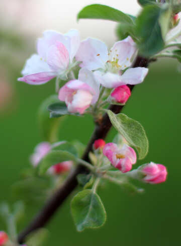 Blumen des Apfelbaumes №32431