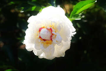 Grande fleur avec fond blanc №32664