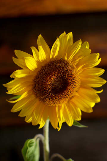 Sunflower №32799
