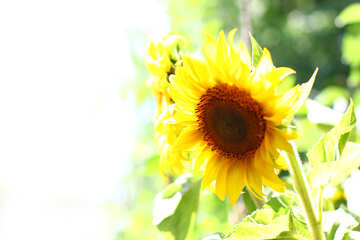 Sunflower №32845