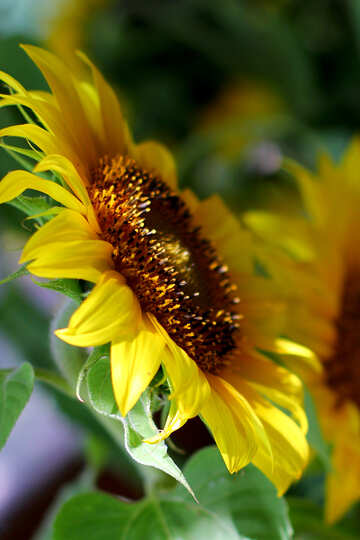 Schöne Sonnenblume №32691
