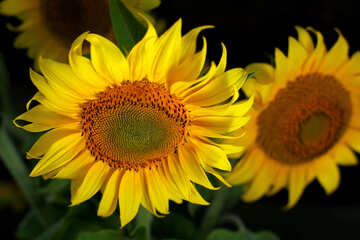 Beautiful flowers of sunflower №32817