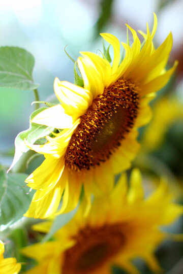 Bright sunflower №32688