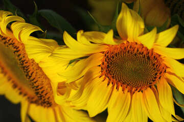 Bright sunflower №32805