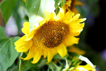 Flower sunflower №32689