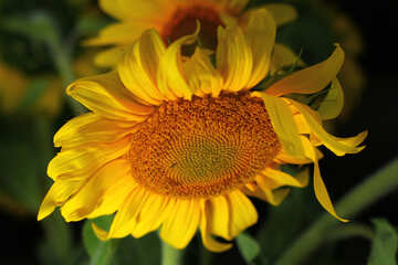 Blume Sonnenblume №32808