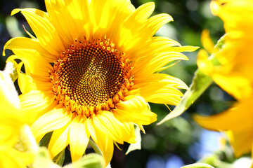 Flower of sunflower №32827